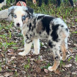 Boy 1 - Blue merle male Australian Shepherd puppy in Lakeland, Florida from Infinite Aussies