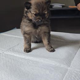 Pomeranian Puppies from Itty bitty friends