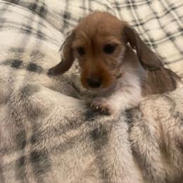 Potato - Red male Dachshund puppy in Gainesville, Georgia from Emory Farms