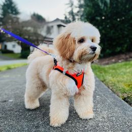 Maltipoo and Shihpoo All Grown Up from Junes Maltipoos
