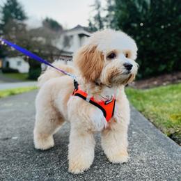 Maltipoo and Shihpoo All Grown Up from Junes Maltipoos