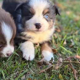 Cass Lake - Black tri female Miniature Australian Shepherd puppy in Priest River, Minnesota from Offgrid Aussies