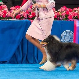 Shetland Sheepdogs from Jesstar Shetland Sheepdogs