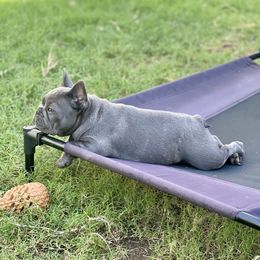 Collette - Brindle female French Bulldog puppy in Wagoner, Oklahoma from Frenchie Frys
