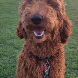 Goldendoodles from Q Doodles