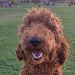 Goldendoodles from Q Doodles