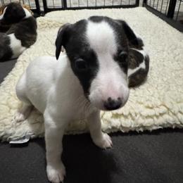 Girl 1 - Black brindle female Whippet puppy in Winter Garden, Florida from Infinity Whippets