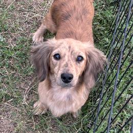 Ladybug - Dachshund