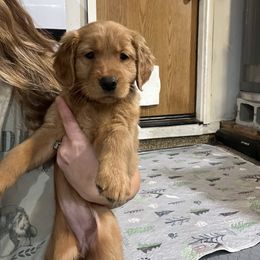Golden Retriever puppies from Mountain Reign Golden Retrievers