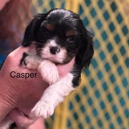 Lil Casper - Tri-color male Cavalier King Charles Spaniel puppy in Broken Arrow, Oklahoma from Cavalier King Charles Heartland