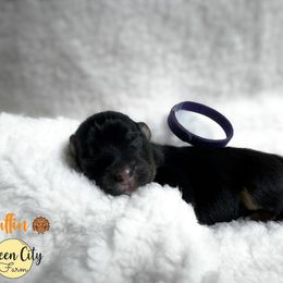 Muffin (purple) - Black tri-color female Australian Shepherd puppy in Falmouth, Kentucky from Queen City Farm