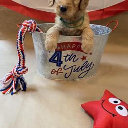 Goldendoodle Puppies from Dhalia’s Doodles
