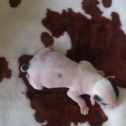 Chinese Crested Puppies from Qilin Chinese Crested