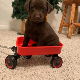 Labrador Retriever Puppies from Stormy River Retrievers