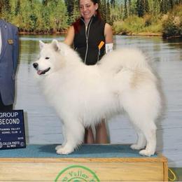 Taiga - Samoyed