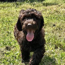 Goldendoodle and Poodle Puppies from Syren House Doodles & Poodles