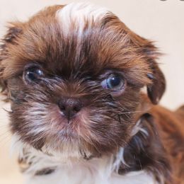 Shih Tzu Puppies from Precious Pup ShihTzu