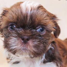 Shih Tzu Puppies from Precious Pup ShihTzu
