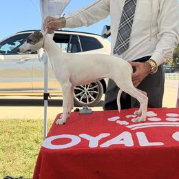 Lizzie - White and fawn brindle female Whippet puppy in Erving, Massachusetts from Devine Hounds