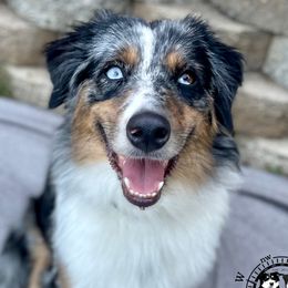 Josey - Miniature Australian Shepherd