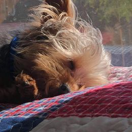 Yorkshire Terrier All Grown Up from Rocketeer Yorkies