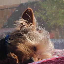 Yorkshire Terrier All Grown Up from Rocketeer Yorkies