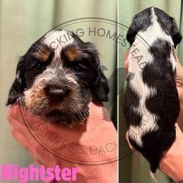 Nightster - Black white and tan female English Springer Spaniel puppy in Fond Du Lac, Wisconsin from Clucking Homestead Springers & Dachshunds