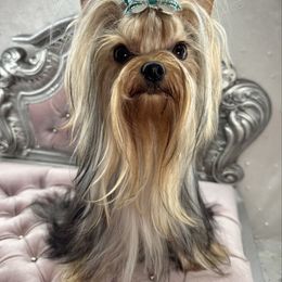 Dolce - Yorkshire Terrier