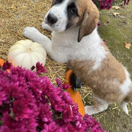 Haze - Brown and white female Saint Berdoodle puppy in Traverse City, Michigan from Bare Paws Saint Berdoodles