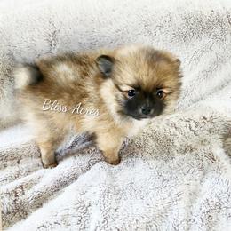 Holly - Red sable female Pomeranian puppy in Ponca City, Oklahoma from Bliss Acres Farm