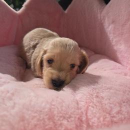 Crumble - Cream male Dachshund puppy in Bristol, Tennessee from It's Mini Wieners Baby