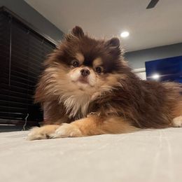 Fin  - Pomeranian