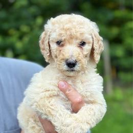 Maroon - Apricot female Goldendoodle puppy in Ranger, Georgia from Muscadine Meadows Poodles and Doodles