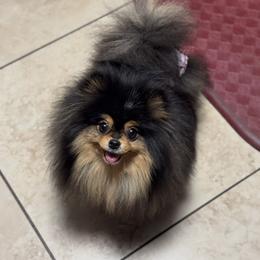 Rosie - Black and tan parti female Pomeranian puppy in Enumclaw, Washington from SantaAnna Pomeranians