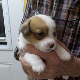 Boy 2 - Pembroke Welsh Corgi puppy in Salem, Missouri from Nistler's Farm Corgis