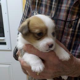 Boy 2 - Pembroke Welsh Corgi puppy in Salem, Missouri from Nistler's Farm Corgis