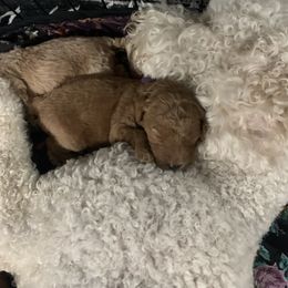 Goldendoodle Puppies from Puppy Paws