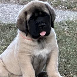 Mastiff Puppies from Beaver Creek Mastiffs