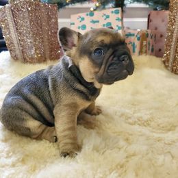 French Bulldogs from Team Grubb Frenchies