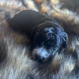 January - Parti male Poodle puppy in Lance Creek, Wyoming from CK Poodles LLC