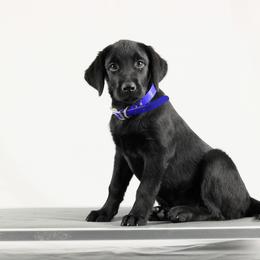 Mouse - Black female Labrador Retriever puppy in Morrilton, Arkansas from Ancient Dogges Performance Dogs