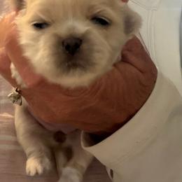 Goldie - Cream and white female Shih Tzu puppy in Reddell, Louisiana from TINYSHIHTZUFURU
