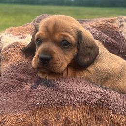 Ben - Sable male Dachshund puppy in Carthage, Missouri from Hounds by Mishelle