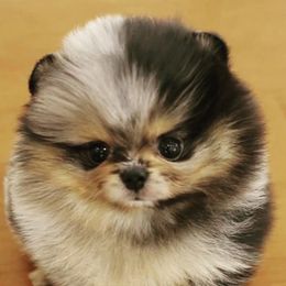 Pomeranians from Posh Puppy Pals