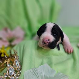 Princess Meghan - Black and white female Great Dane puppy in Brookings, South Dakota from Debonair Danes