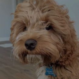 Cockapoo and Goldendoodle All Grown Up from Southern Belle Doodles