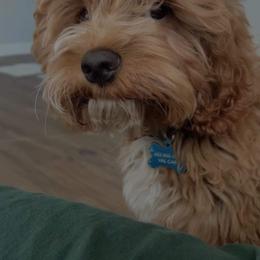 Cockapoo and Goldendoodle All Grown Up from Southern Belle Doodles