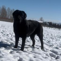 Maddie - Labrador Retriever