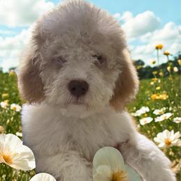 Green Girl - White female Lagotto Romagnolo puppy in Chicago, Illinois from Midwest Lagotto Romagnolo