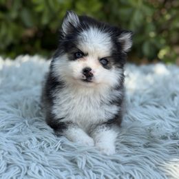 Remi - Black and white male Pomsky puppy in San Bernardino County And Serving Los Angeles County, California from Legendary Pomskies